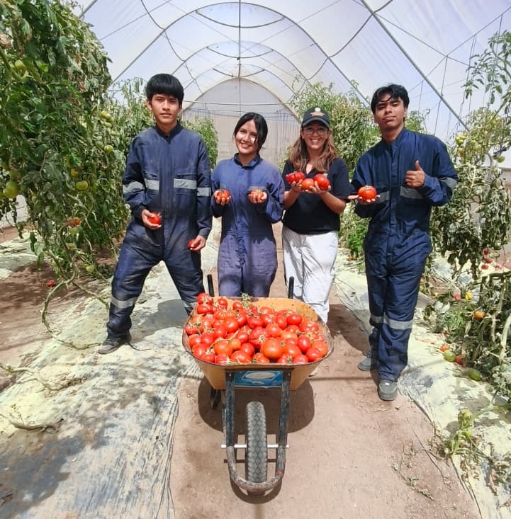 Cosecha de tomates poncho negro 🍅